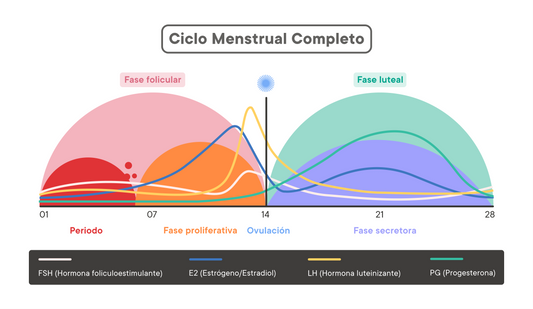 Que es el ciclo menstrual